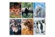 Immagine di Maxiquaderno Animal fantasia - A4 - 40+2 fogli - 80gr - 4mm - BM