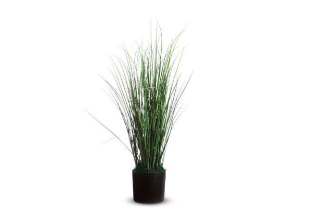 Immagine di Pianta ornamentale - erba - H 55cm - Alco