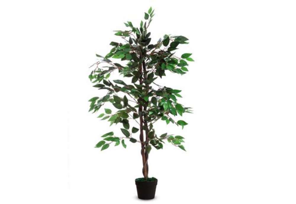 Immagine di Pianta ornamentale - ficus - H 120cm - Paperflow